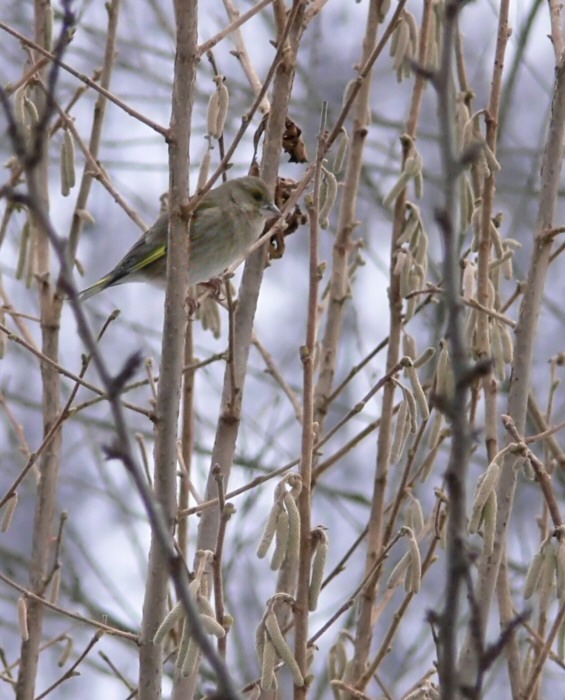 verdone giovane (Carduelis chloris)